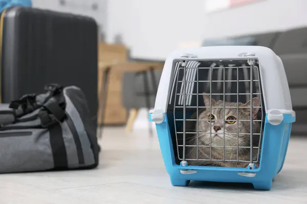 Travel with pet. Cute cat in carrier at home