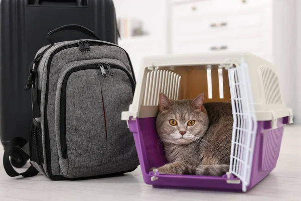 Travel with pet. Cute cat in carrier, backpack and suitcase indoors
