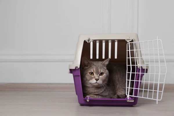 Travel with pet. Cute cat in carrier on floor near white wall indoors, space for text