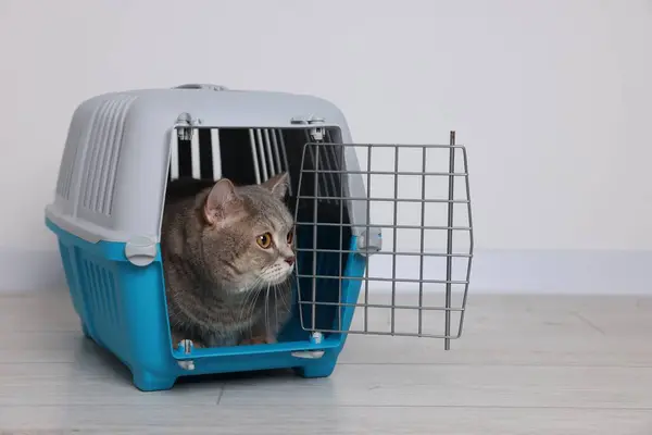 Travel with pet. Cute cat in carrier on floor near white wall indoors