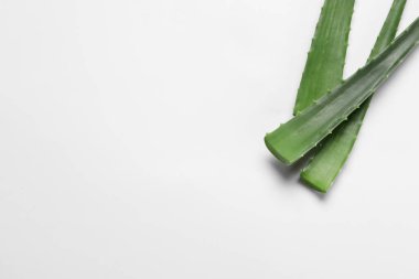 Beyaz arka planda taze aloe vera yaprakları. Metin için boşluk