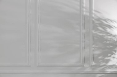 Bitkinin gölgesi beyaz duvara düşüyor