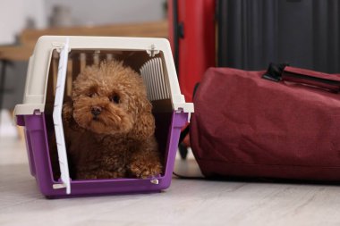 Evcil hayvanla seyahat et. Kapalı alanda, taşıyıcıda tüylü bir köpek.