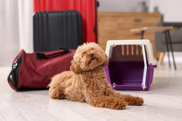 Travel with pet. Cute dog, carrier and bag on floor indoors