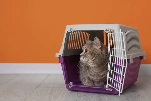 Travel with pet. Cute cat in carrier on floor near orange wall indoors, space for text