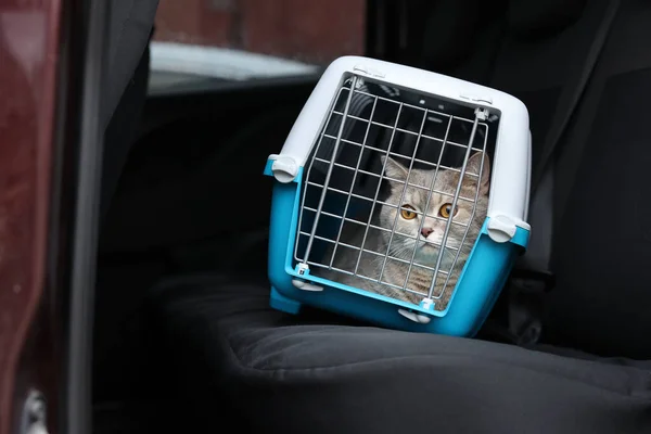 Travel with pet. Cute cat in carrier inside car