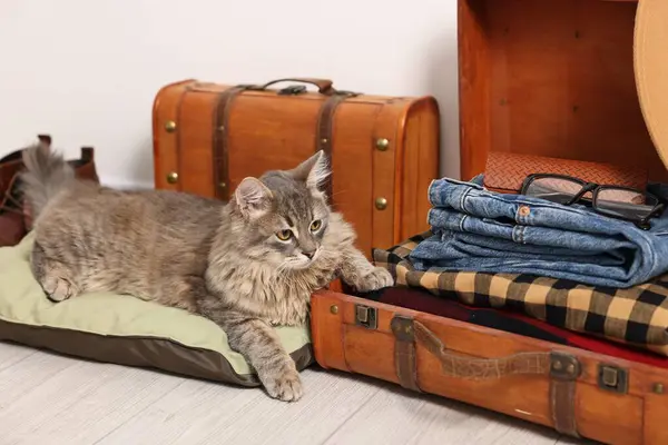 Travel with pet. Cat, clothes and suitcases indoors