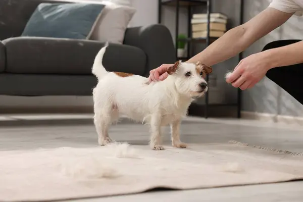 Pet shedding. Man showing pile of dog\'s hair to cute Jack Russell Terrier at home, closeup