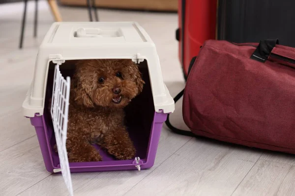 Travel with pet. Fluffy dog in carrier on floor indoors