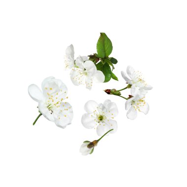 Beautiful spring tree blossoms falling on white background