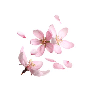 Beautiful sakura blossoms falling on white background. Spring season