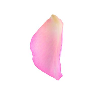 Yumuşak pembe gül yaprağı beyaz üzerinde izole