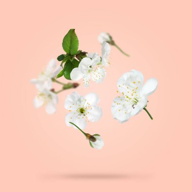 Soluk mercan zemin üzerine düşen güzel bahar ağaçları