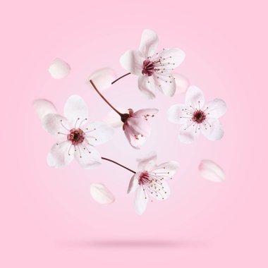 Pembe arka plana düşen güzel erik çiçekleri. Bahar mevsimi