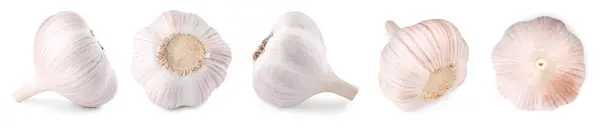 Fresh Garlic Bulbs Isolated White Set — Stock Photo, Image