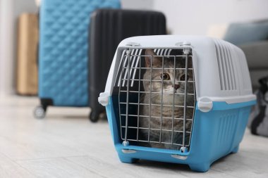 Evcil hayvanla seyahat et. Evde şirin bir kedi var.