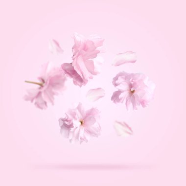 Pembe arka plana düşen güzel sakura çiçekleri. Bahar mevsimi