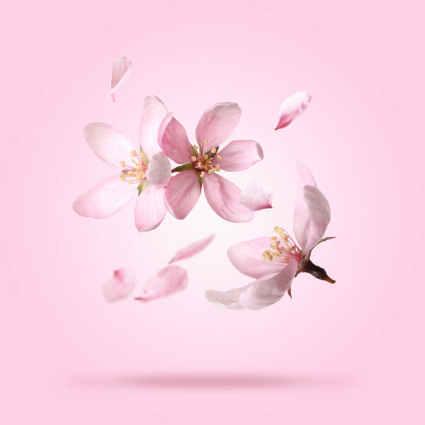Beautiful sakura blossoms falling on pink background. Spring season