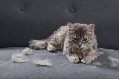 Gri koltukta sevimli kedi ve evcil hayvan kılı.