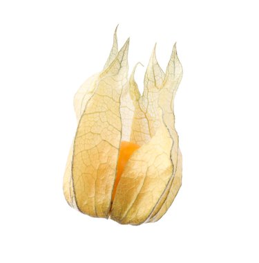 Olgun bitki kökü meyvesi ve beyaz kaliks izole edilmiş.