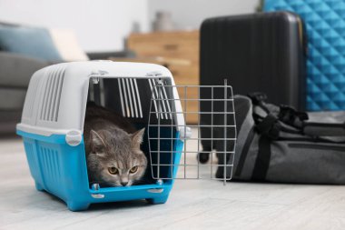 Evcil hayvanla seyahat et. Evde şirin bir kedi var.