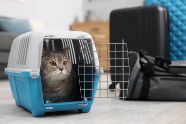 Evcil hayvanla seyahat et. Evde şirin bir kedi var.