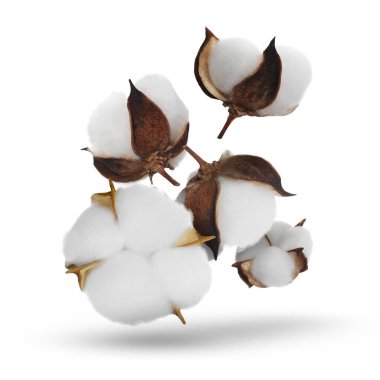 Beyaz arkaplana düşen güzel pamuk çiçekleri