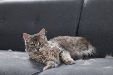 Şirin kedi ve evcil hayvan kılları var.