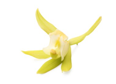 Beyaz üzerine izole edilmiş sarı vanilyalı orkide çiçeği