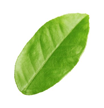 Yeşil Yaprak Limon Ağacı beyazda izole