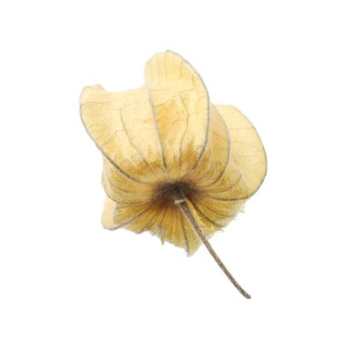 Olgun bitki kökü meyvesi ve beyaz kaliks izole edilmiş.