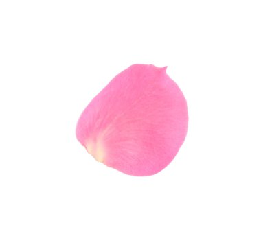 Bir pembe gül yaprağı beyaza izole edilmiş.
