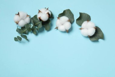 Pamuk çiçekleri ve okaliptüs yaprakları açık mavi arka planda, düz yerde. Metin için boşluk