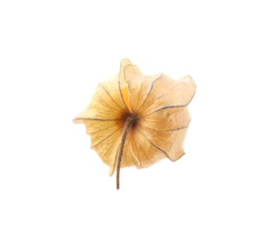 Olgun bitki kökü meyvesi ve beyaz kaliks izole edilmiş.