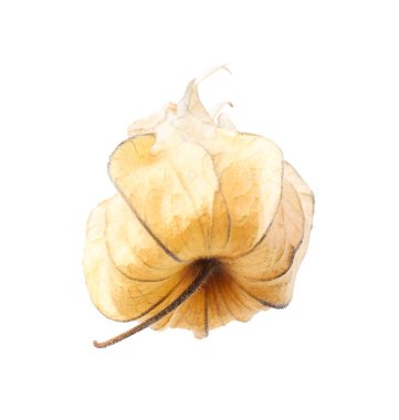 Olgun bitki kökü meyvesi ve beyaz kaliks izole edilmiş.