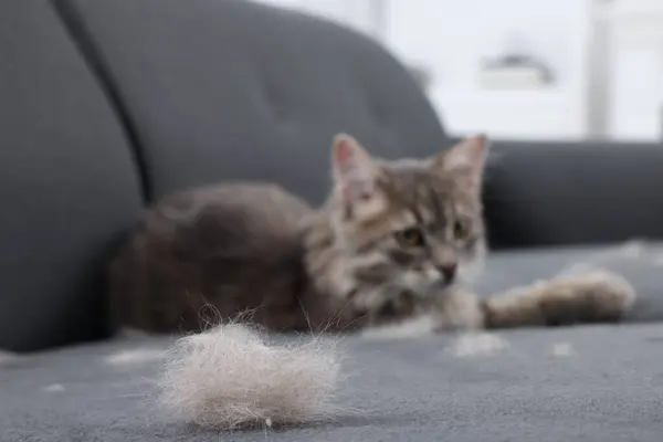 Cute cat and pet hair on grey sofa indoors, selective focus