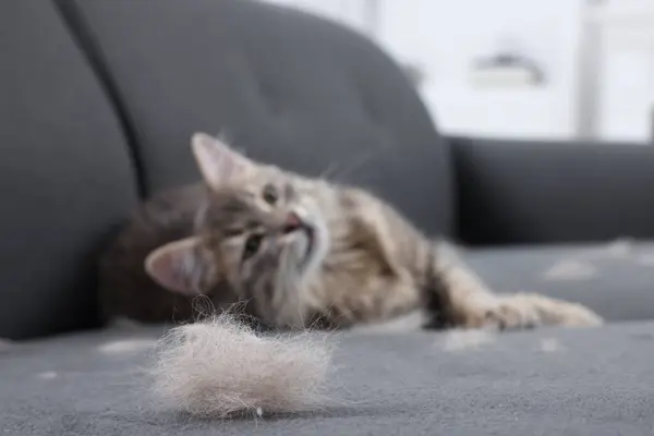 Cute cat and pet hair on grey sofa indoors, selective focus