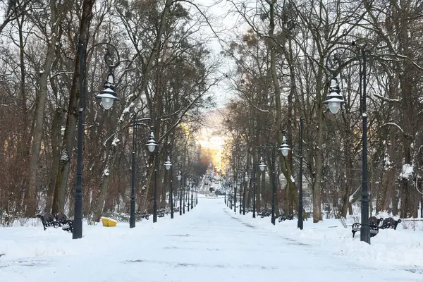 Trees, street lamps and pathway covered with snow in winter park