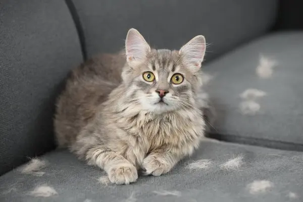 Cute cat and pet hair on grey sofa