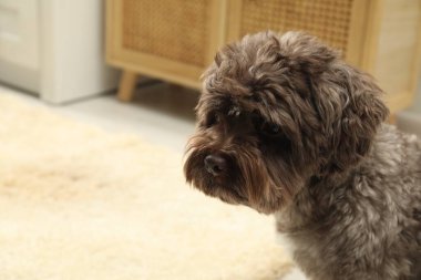 Evde şirin bir köpek var, mesaj için yer var. Sevimli hayvan