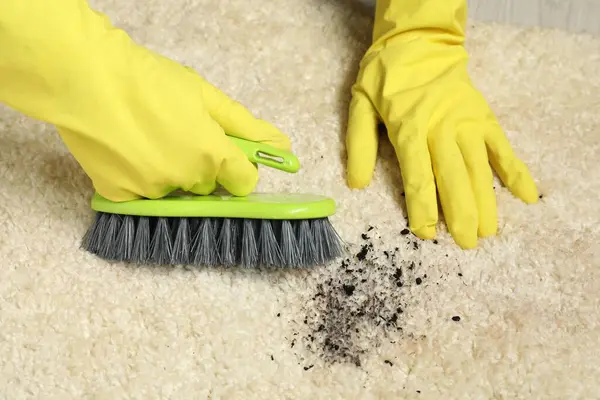 Woman removing stain from beige carpet, closeup