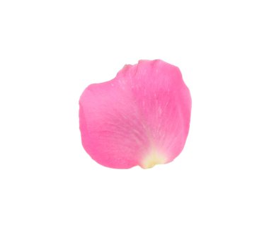 Yumuşak pembe gül yaprağı beyaz üzerinde izole
