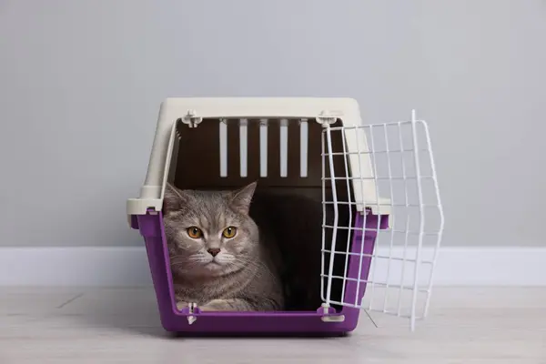 Travel with pet. Cute cat in carrier on floor near grey wall indoors
