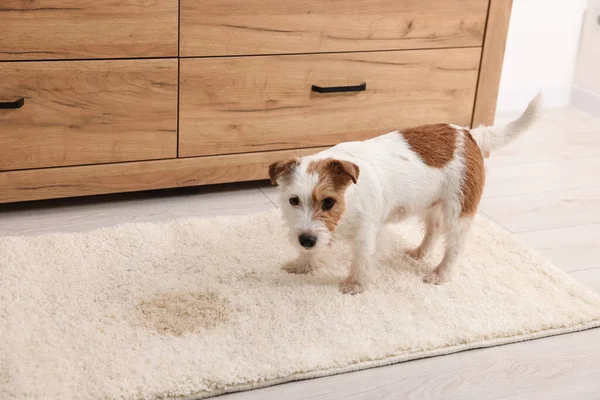 Şirin köpek, halıdaki ıslak noktanın yanında.