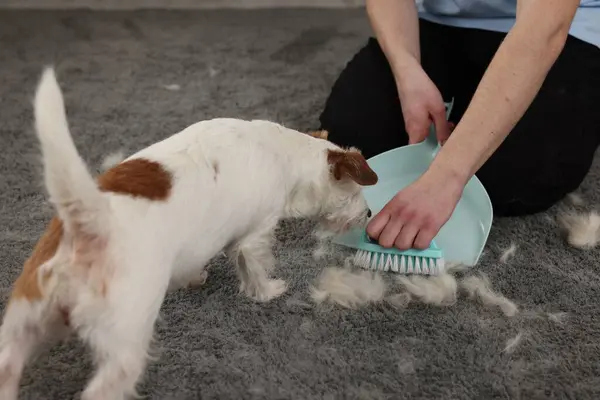 Man with brush and pan removing pet hair from carpet, closeup