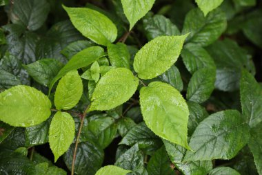 Arka plan olarak ıslak yeşil yaprakları olan güzel yabani bitkiler, üst manzara