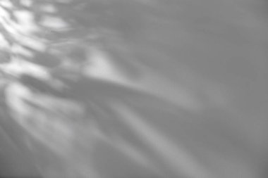 Beyaz duvara düşen bitkinin gölgesi, metin için boşluk