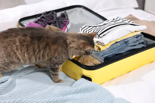 Travel with pet. Cat with dry food, clothes and suitcase on bed indoors