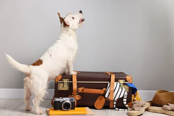 Travel with pet. Dog, clothes and suitcase indoors