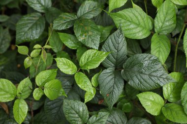 Arka plan olarak ıslak yeşil yaprakları olan güzel yabani bitkiler, üst manzara